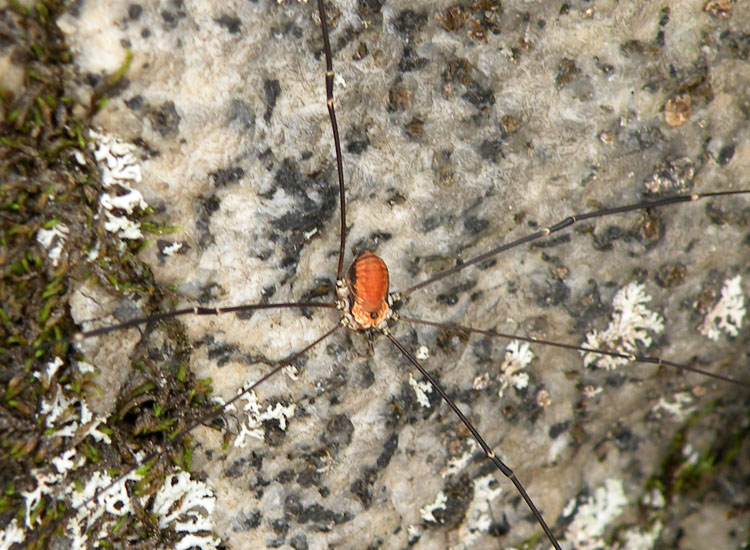 Muta di Leiobunum limbatum